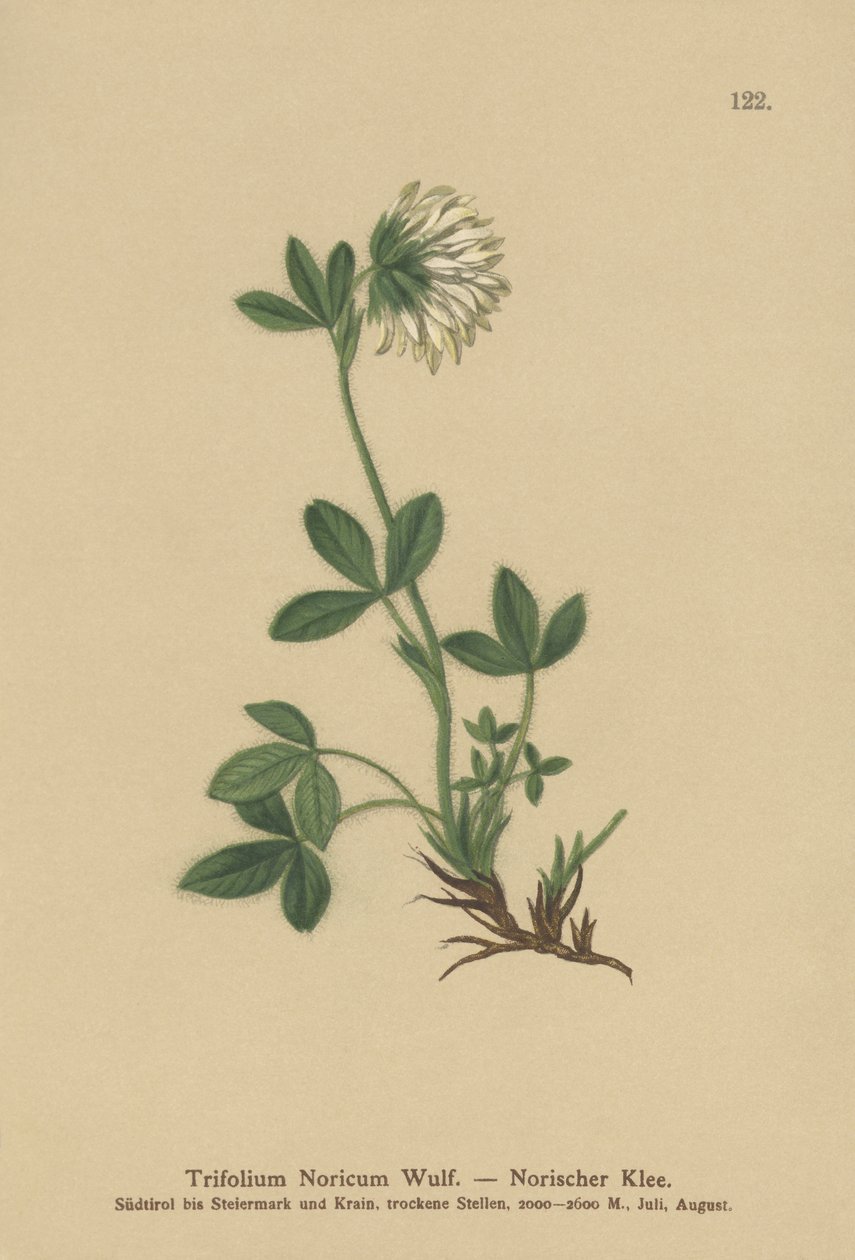 Cream Clover by German School