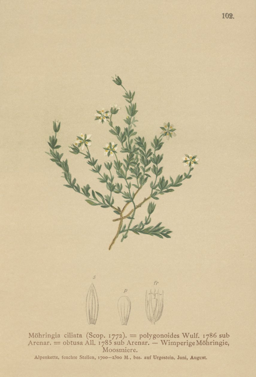 Creeping Sandwort by German School