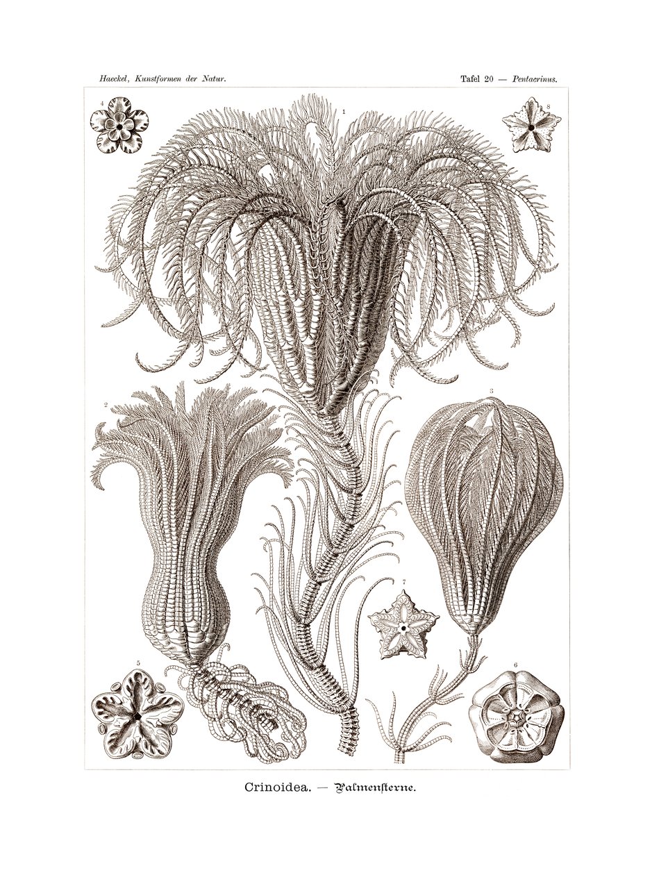 Crinoidea by German School