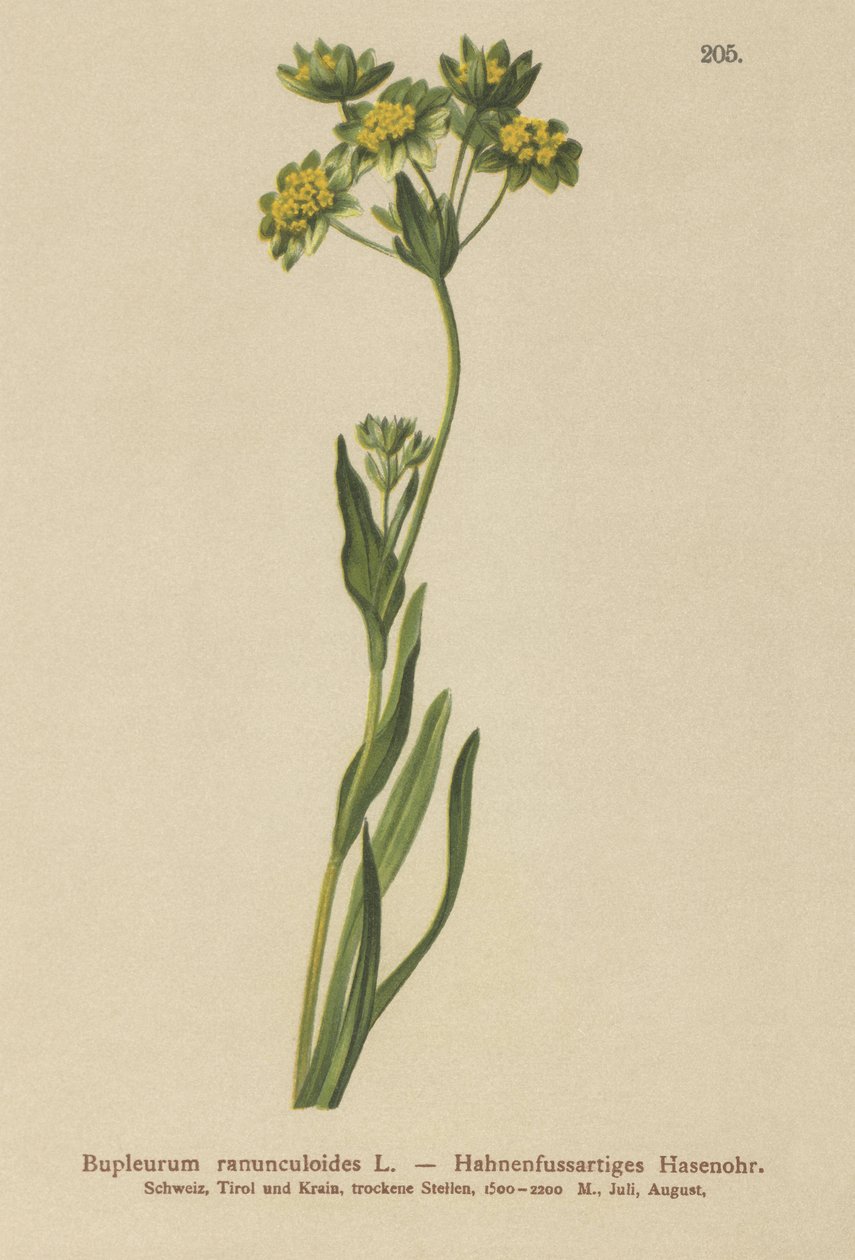 Crowfoot-Leaved Hare