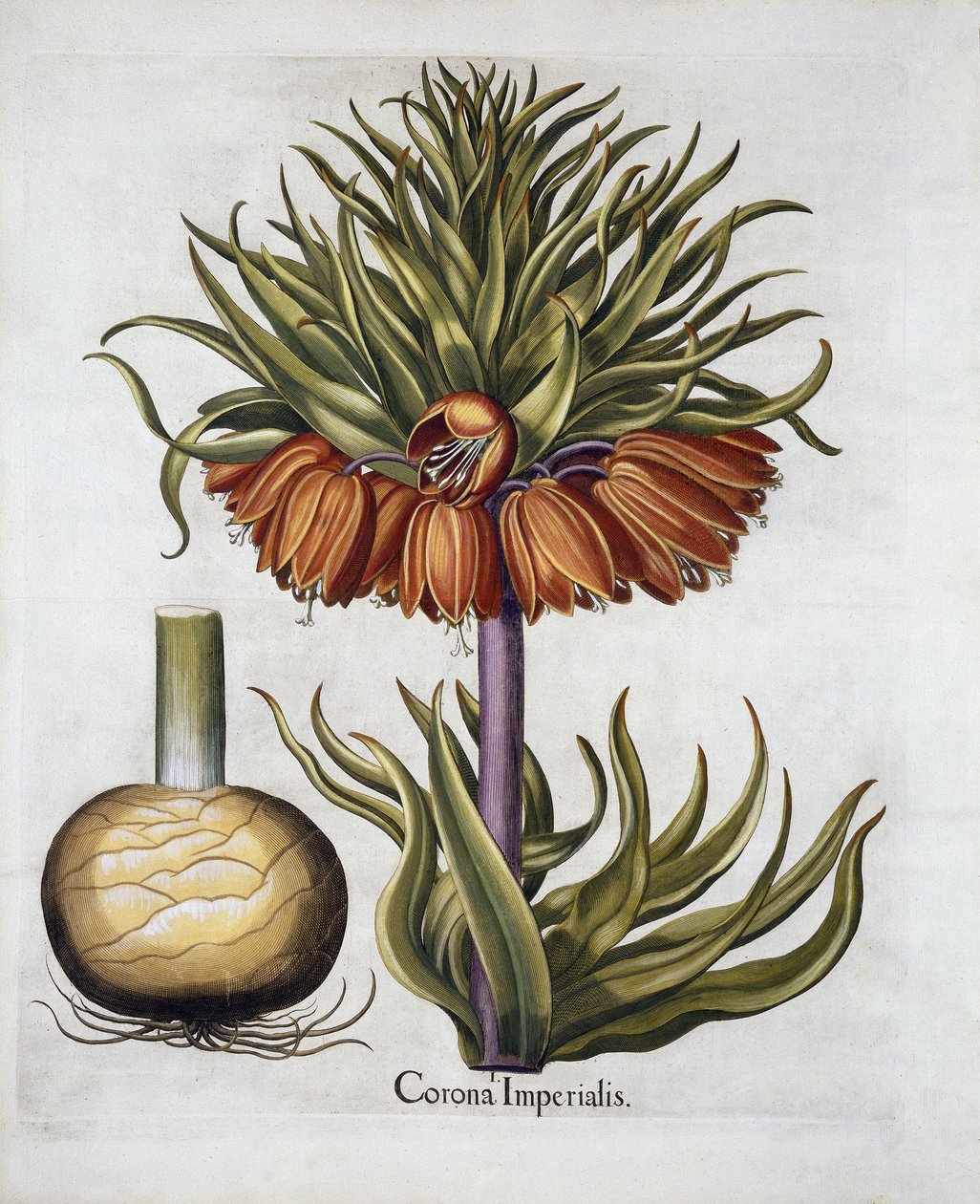 Crown Imperial called Fritillaria, from Hortus Eystettensis by German School