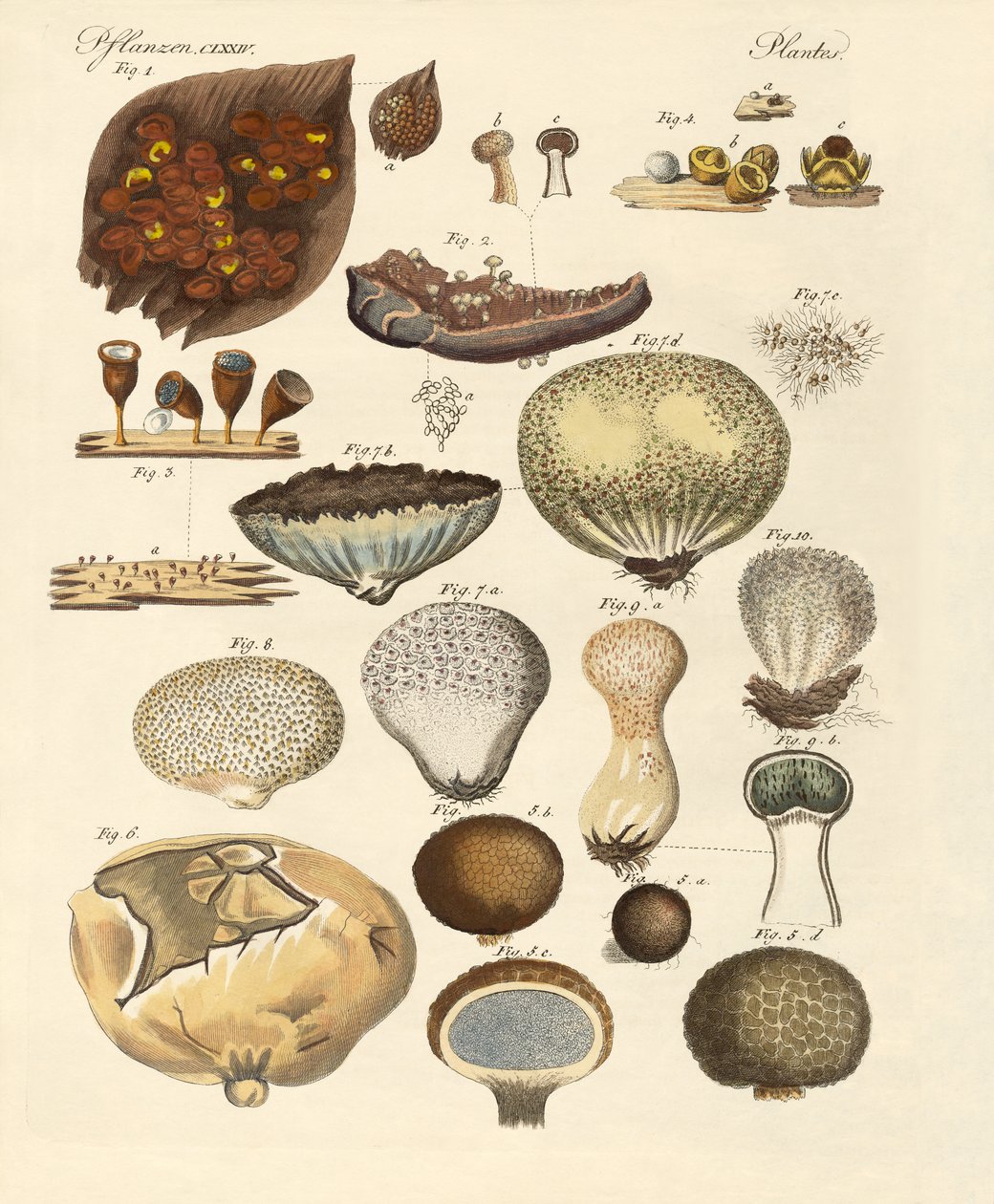 Cryptogram Plants by German School: Premium art reproduction