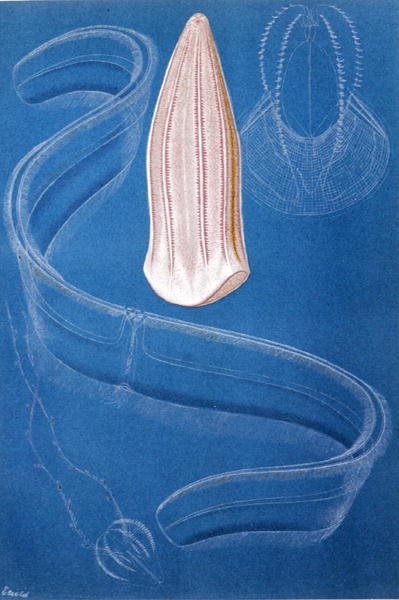 Ctenophores, plate from "Brehms Tierleben: Allgemeine Kunde des Tierreichs", vol.10, p.546, published by Bibliographisches Institut by German School