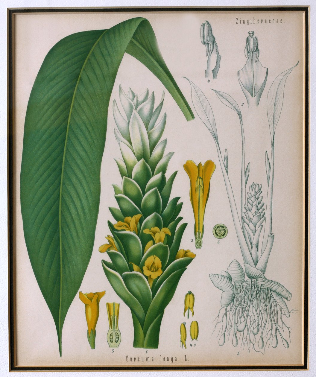 Curcuma longa (turmeric) from Kohler