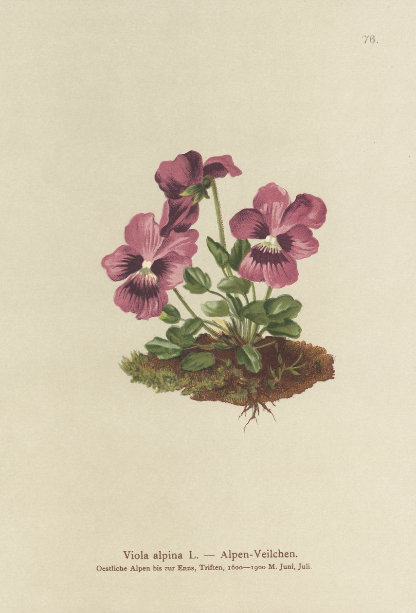 Cyclamen, Alpine Violet by German School