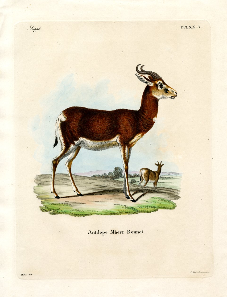 Dama Gazelle by German School