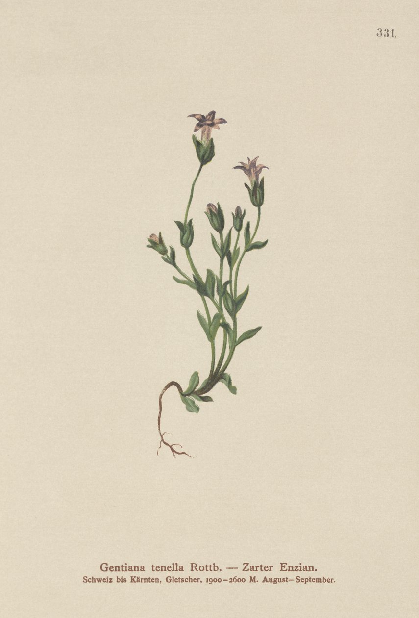Danes Dwarf Gentian by German School