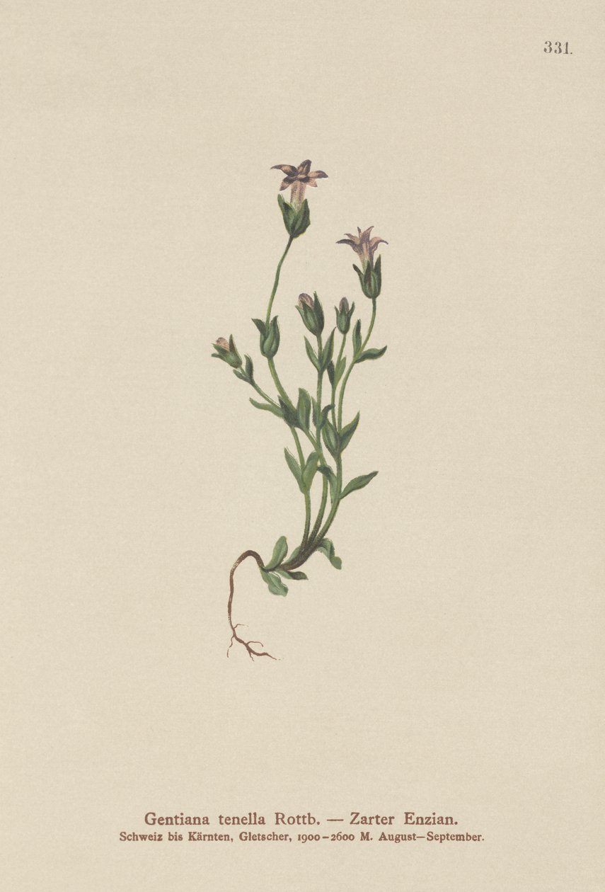 Danes Dwarf Gentian (Gentiana tenella, Gentianella tenella, Comastoma tenellum)  by German School