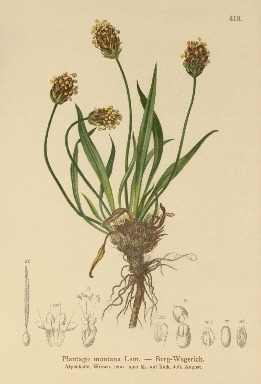 Dark Plantain by German School