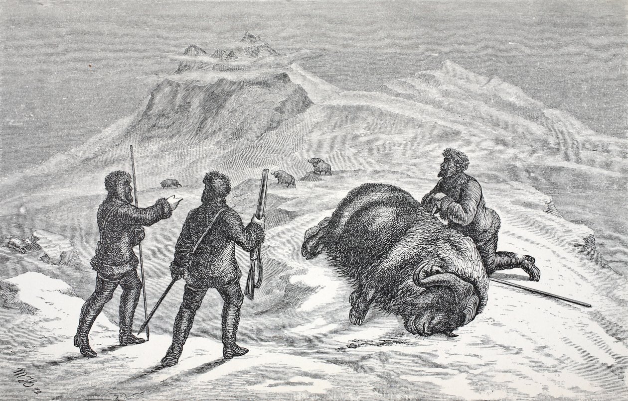 Death of the Musk Ox, London 1874 by German School