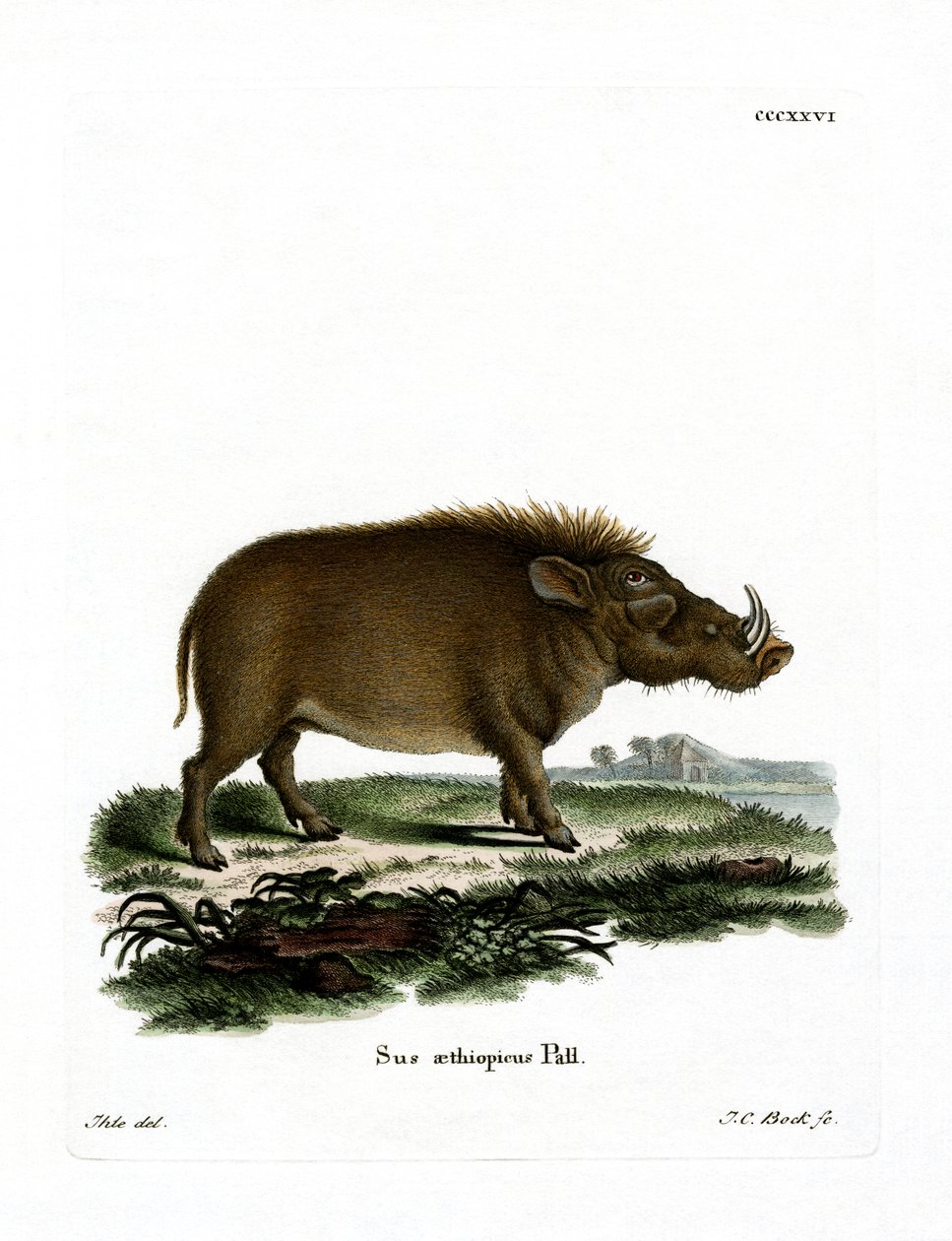 Desert Warthog by German School