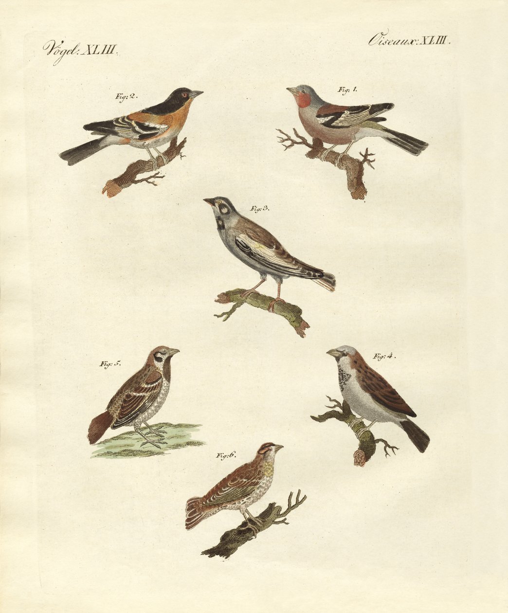 Different Kinds of Larks by German School