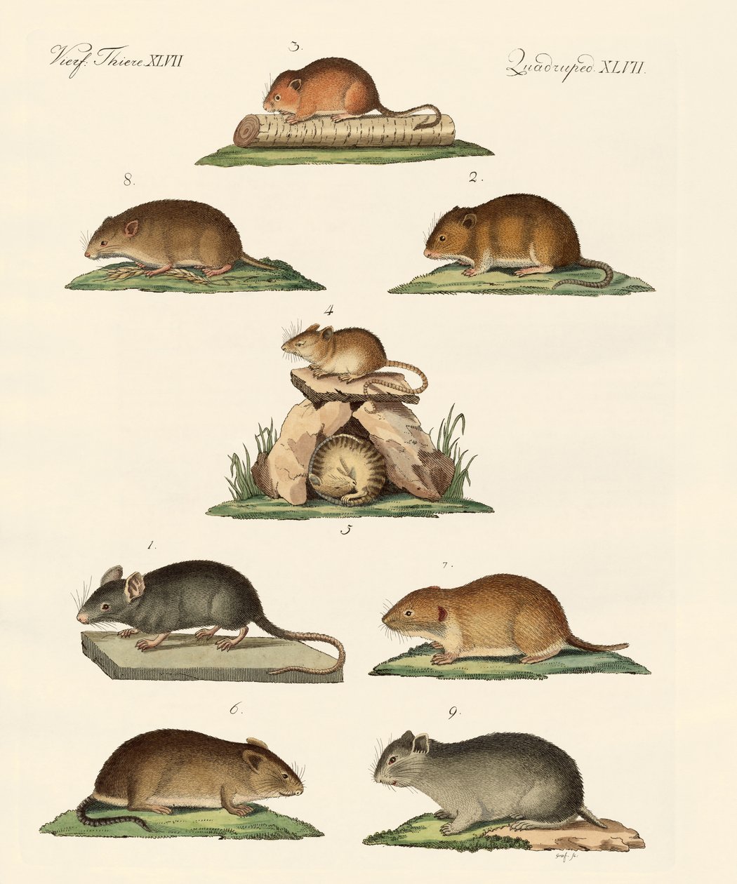 How Many Different Types Of Mice Are There