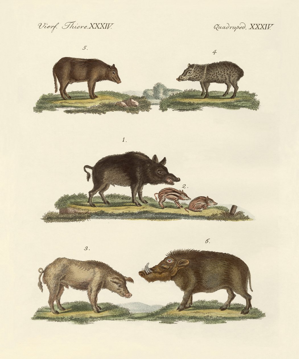 Different Kinds of Pigs by German School