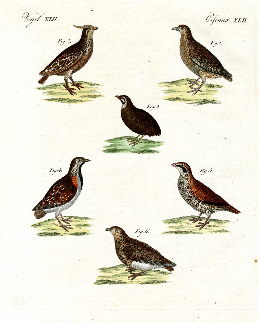 Different kinds of quails by German School