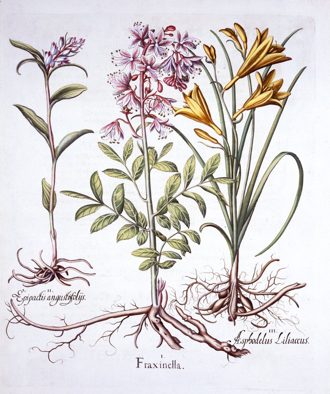 Dittany, White Helleborine and Yellow Day Lily, from Hortus Eystettensis by German School