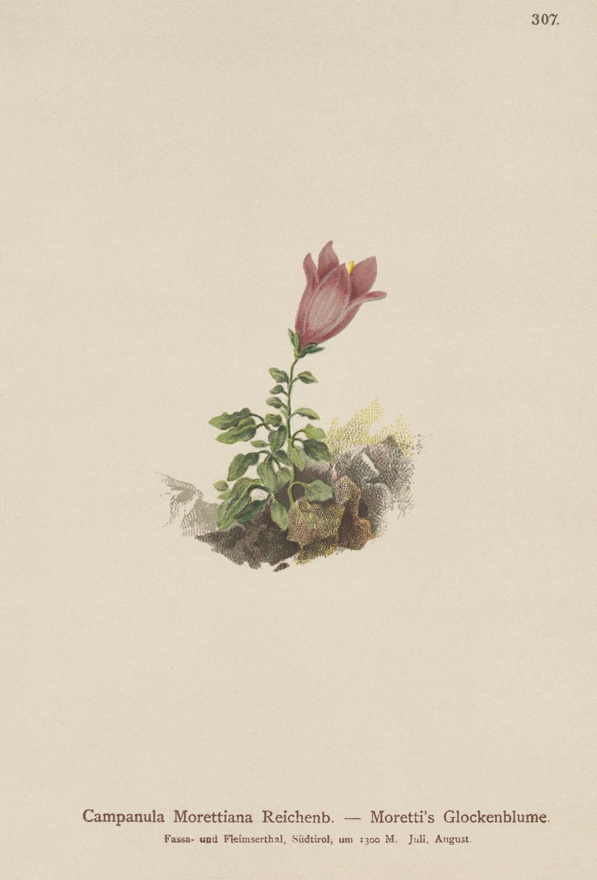Dolomite Bellflower by German School