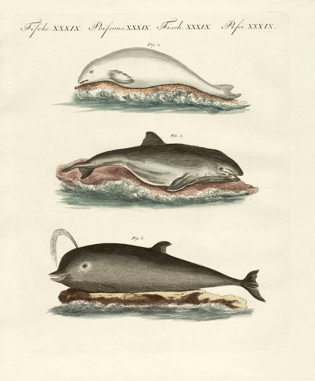 Dolphins by German School