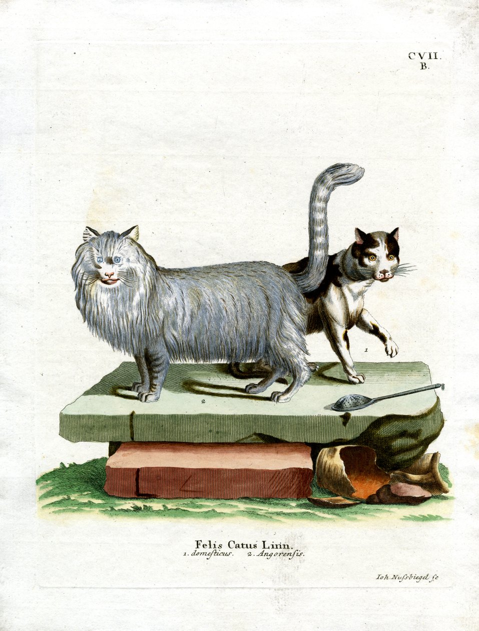Domestic Cat by German School