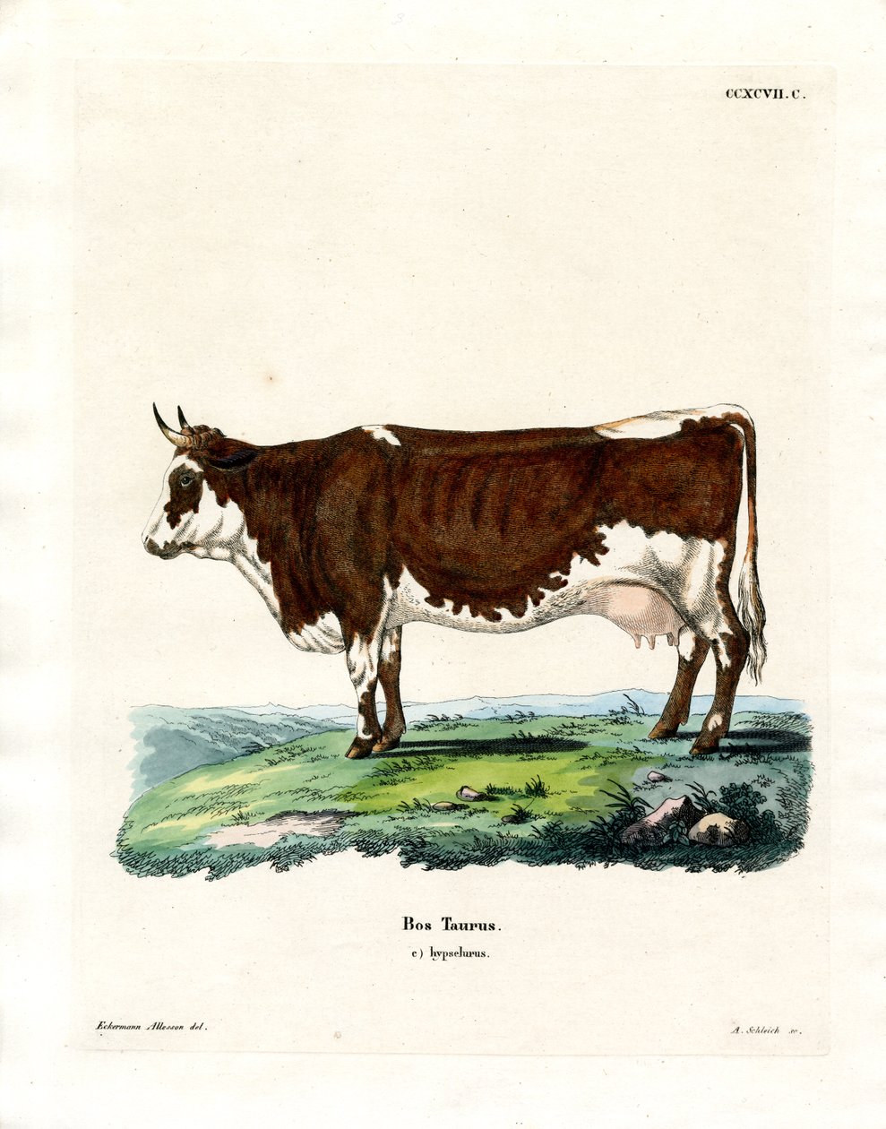 Domestic Cattle by German School
