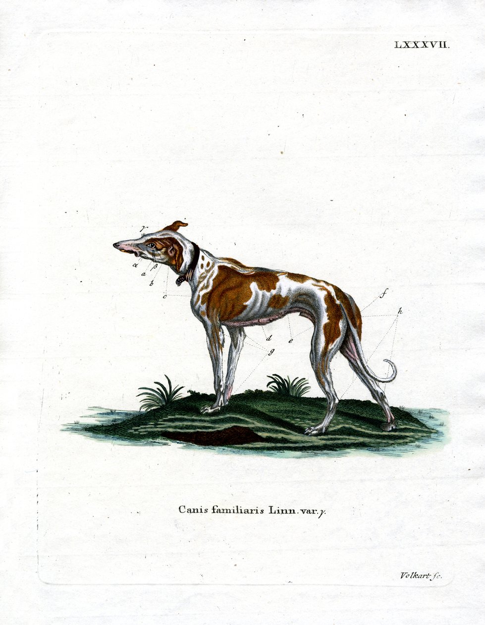 Domestic Dog by German School