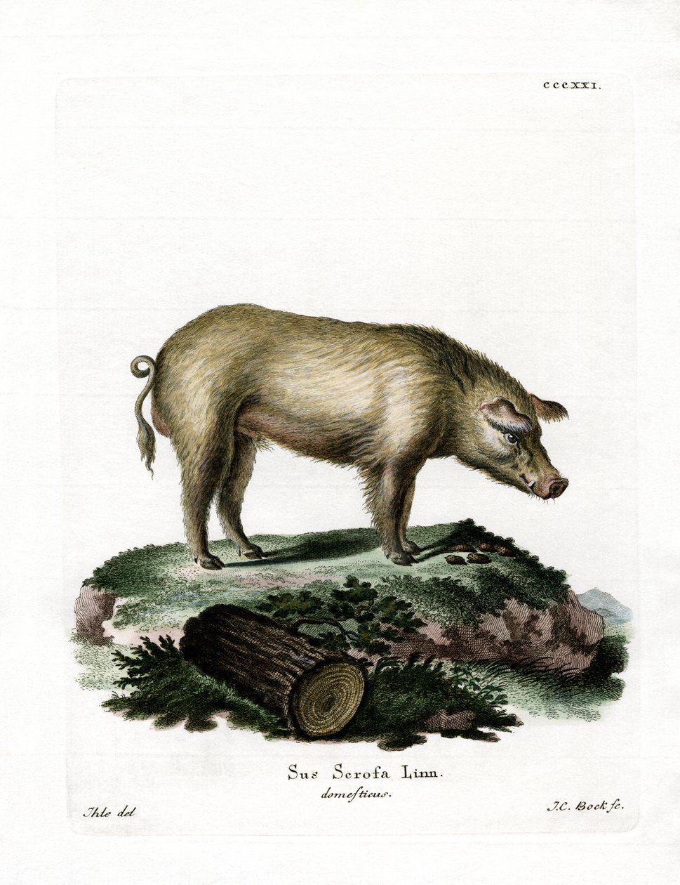 Domestic Pig by German School