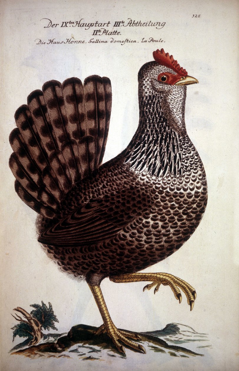 Domestic Hen - German Treatise of the 18th Century by German School