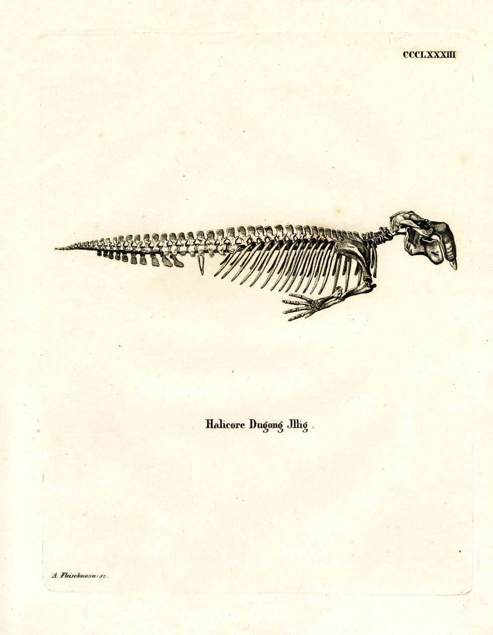 Dugong Skeleton by German School