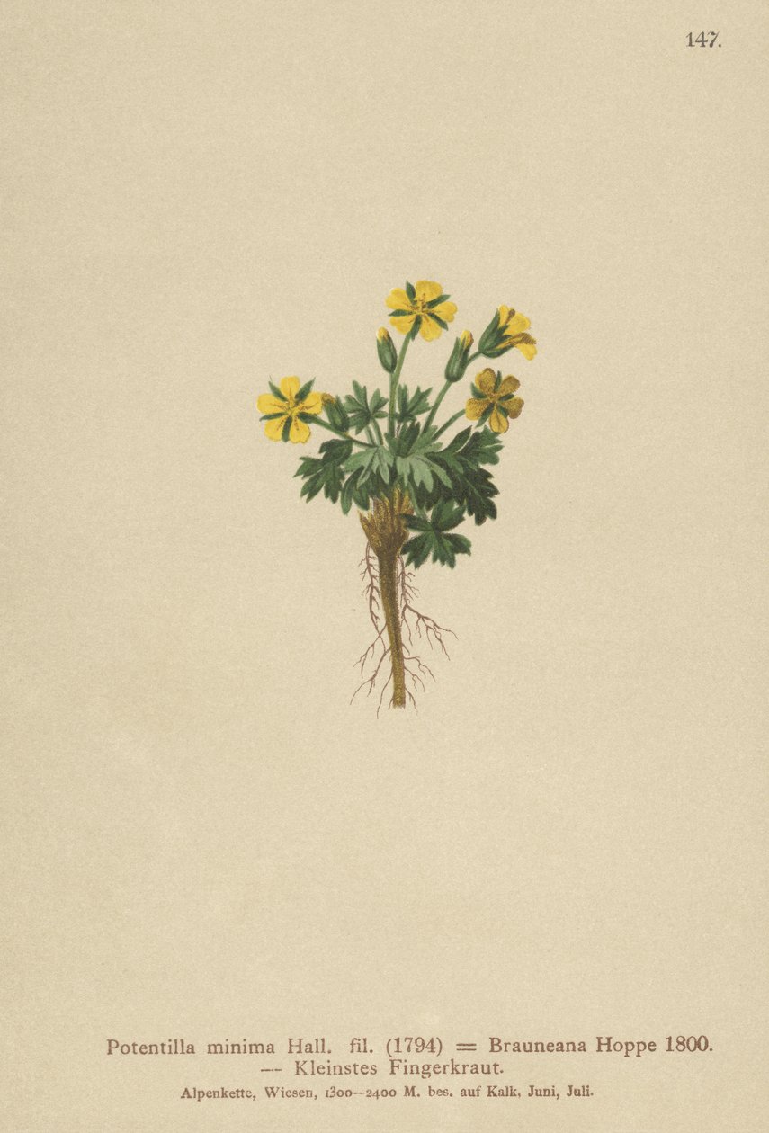 Dwarf Cinquefoil by German School