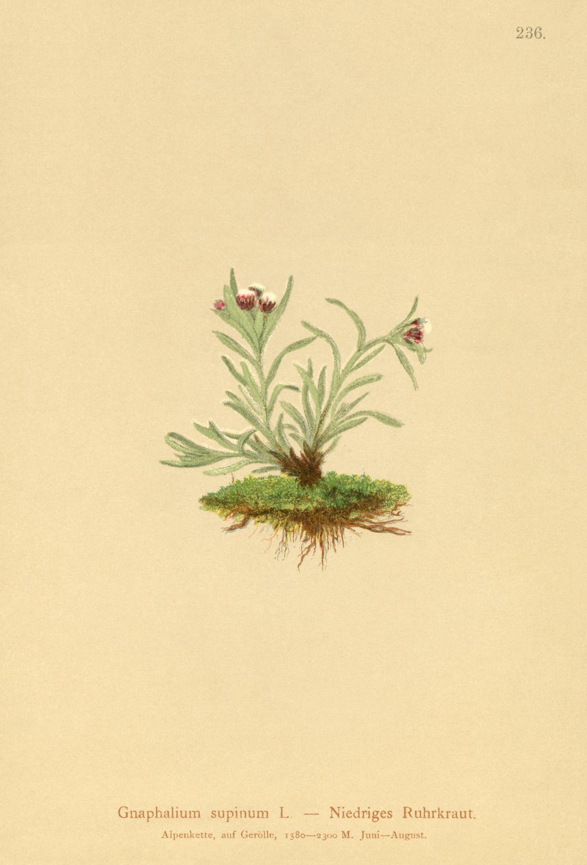 Dwarf Cudweed by German School