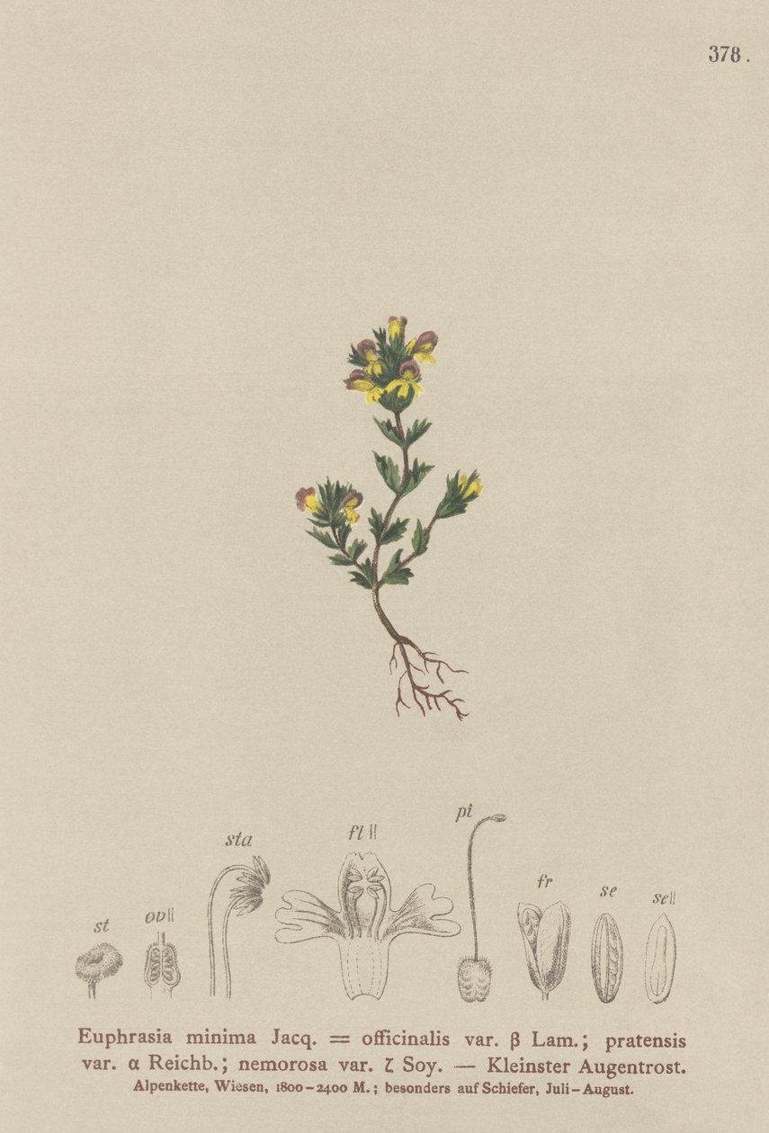 Dwarf Eyebright by German School