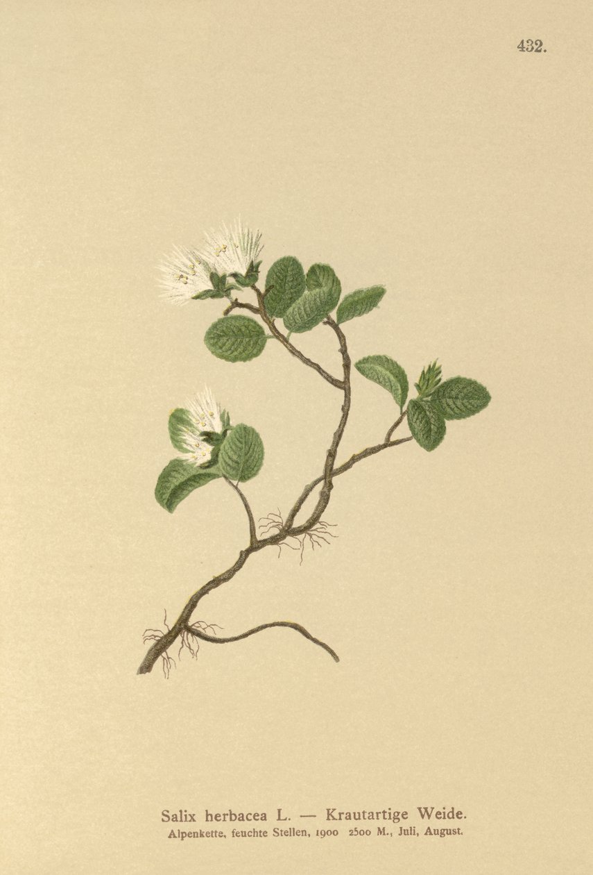 Dwarf Willow by German School