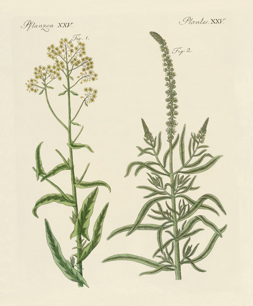 Dye Plants by German School