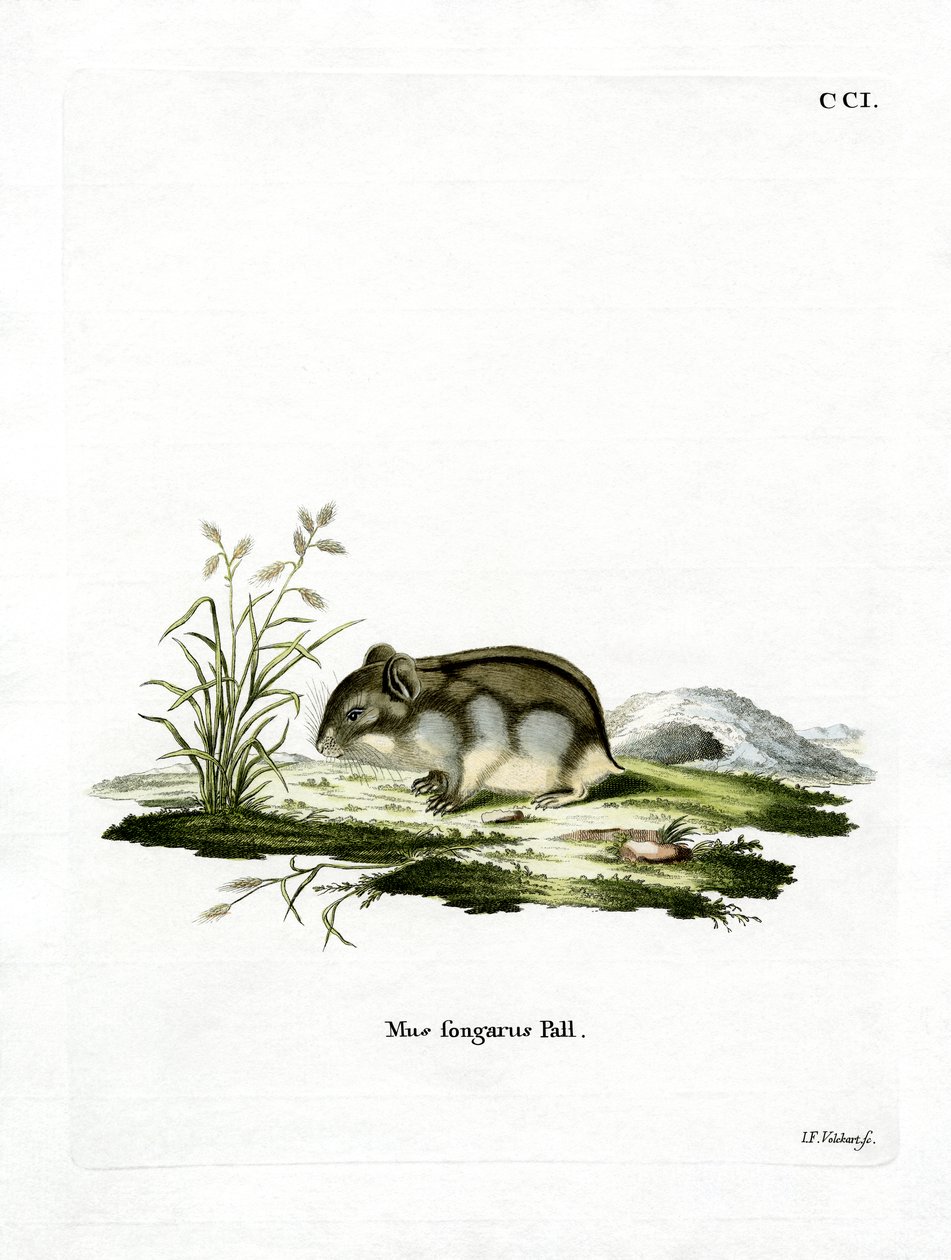 Dzhungarian Dwarf Hamster by German School