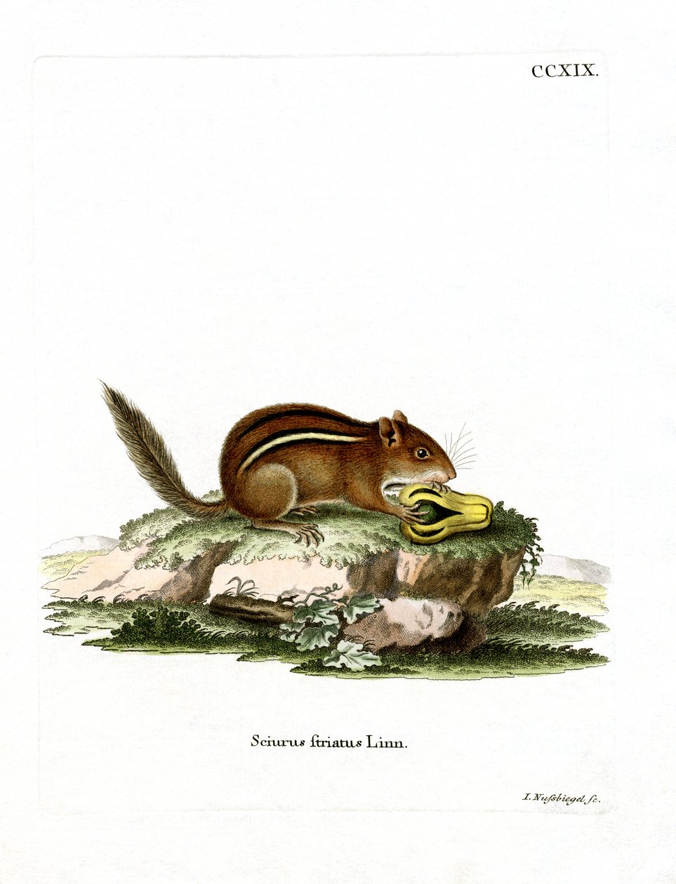 Eastern American Chipmunk by German School