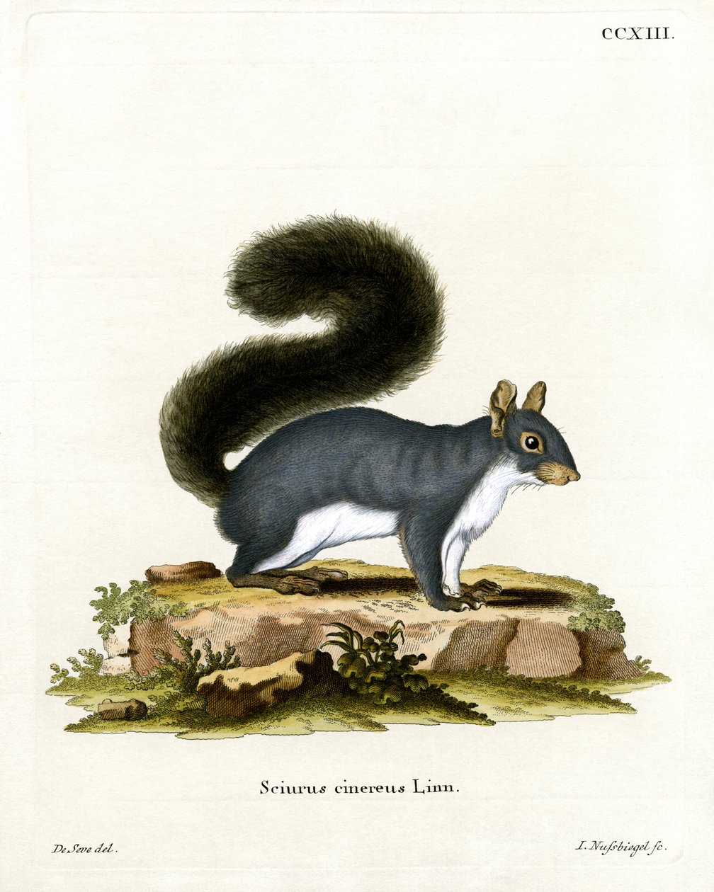 Eastern Gray Squirrel by German School