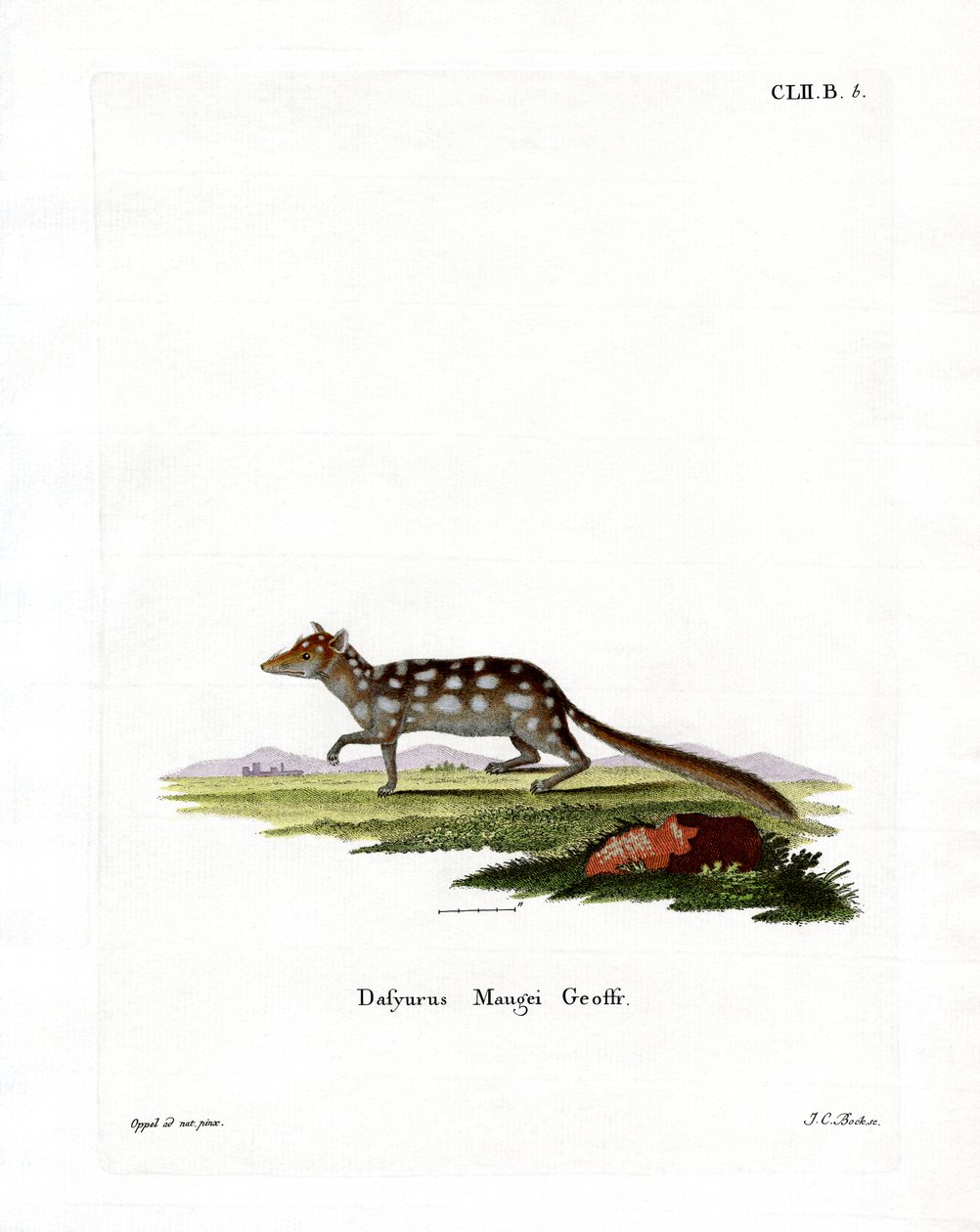 Eastern Quoll by German School