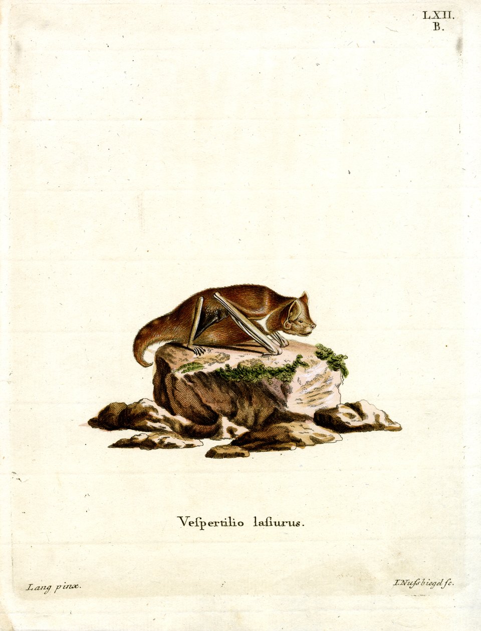 Eastern Red Bat by German School