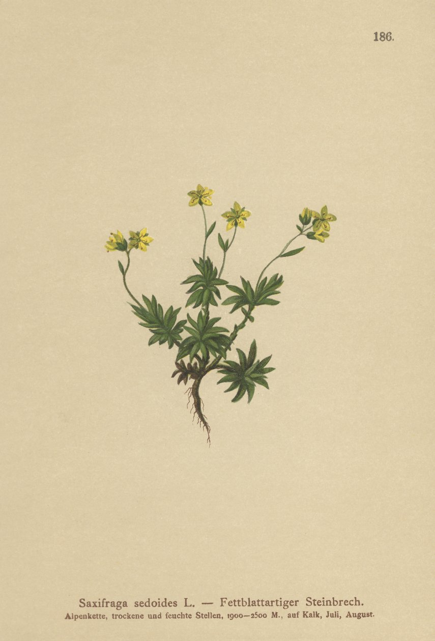 Eastern Saxifrage by German School