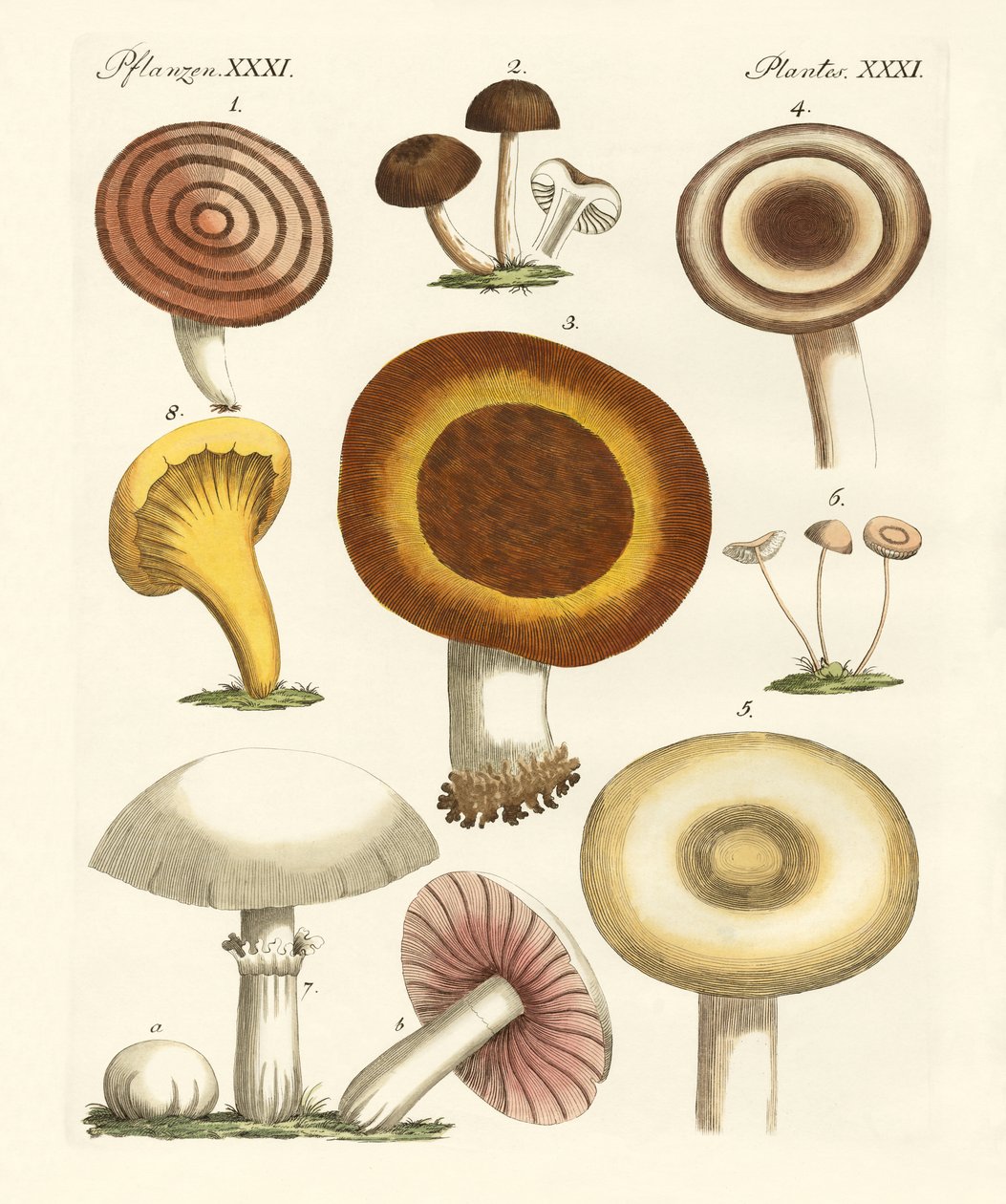 Edible Mushrooms by German School