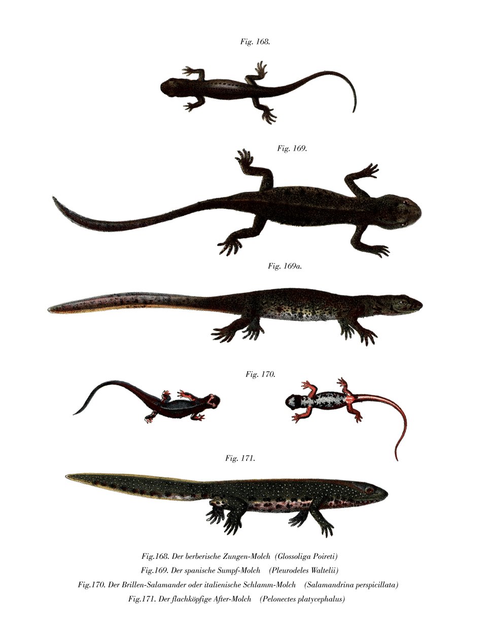 Edough Peninsula Ribbed Newt by German School