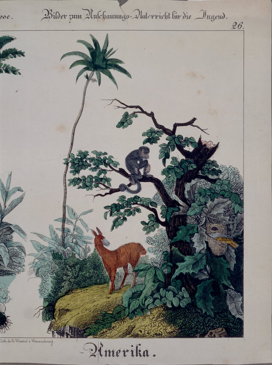 Educational Poster Featuring Flora and Fauna of South America, Right Side, Published by F. Wentzel, Weissenburg, 1840 by German School