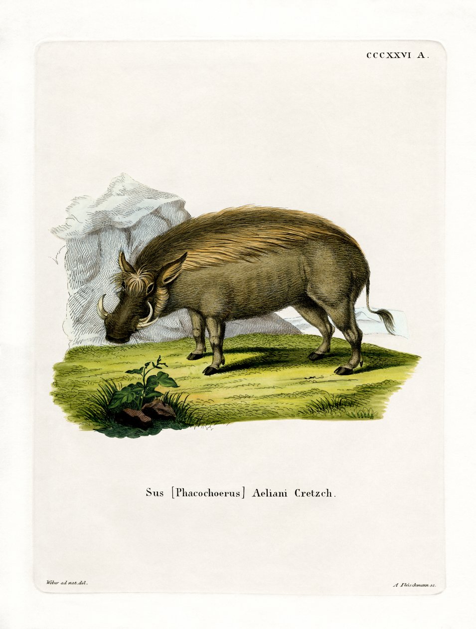 Eritrean Warthog by German School