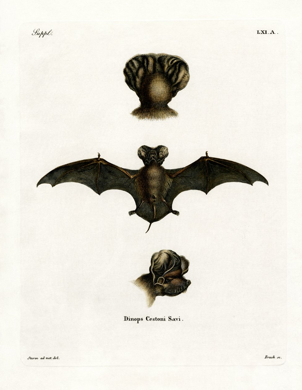 European Free-tailed Bat by German School