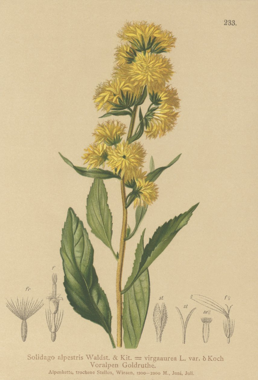 European Goldenrod by German School