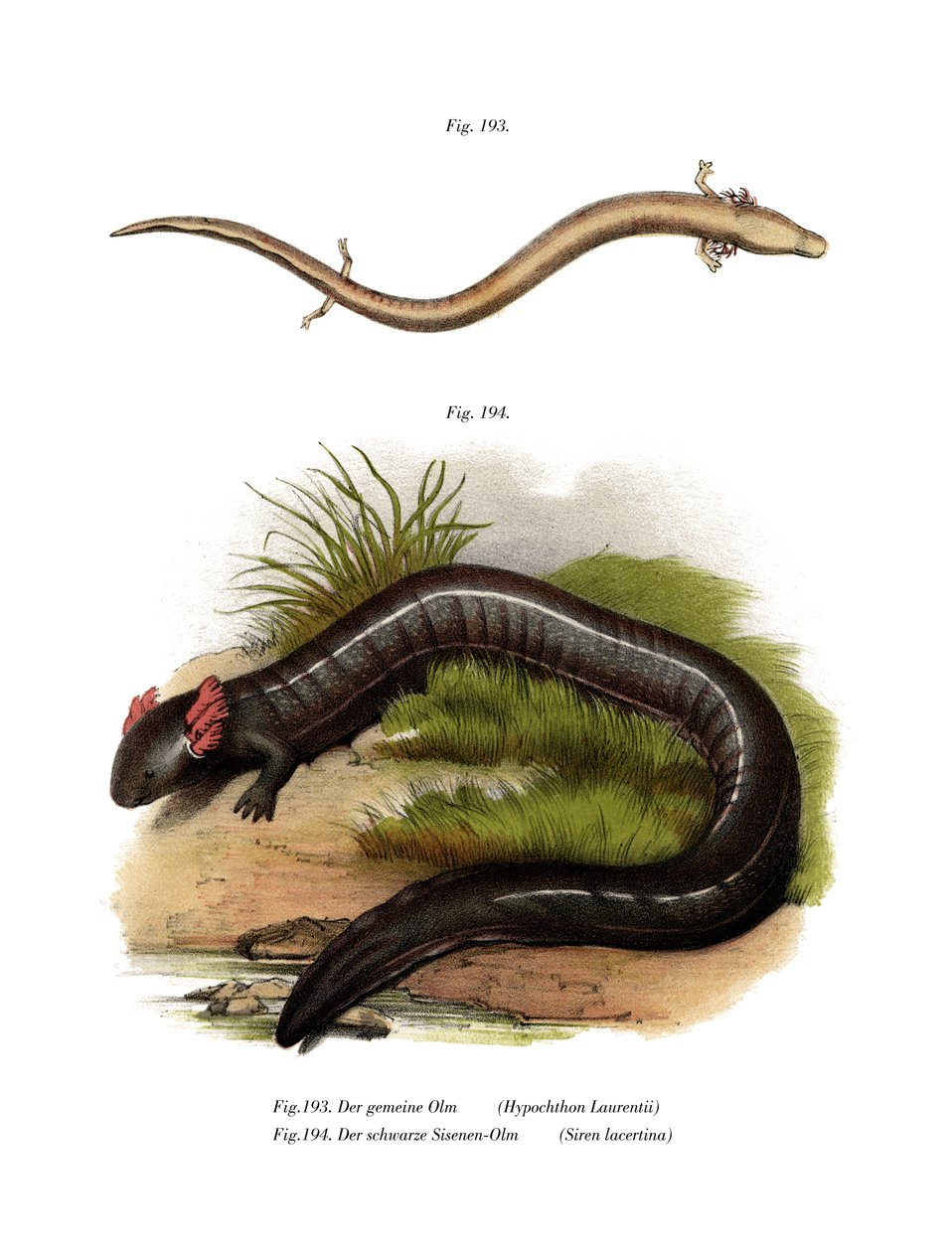 European Olm by German School: Premium art reproduction