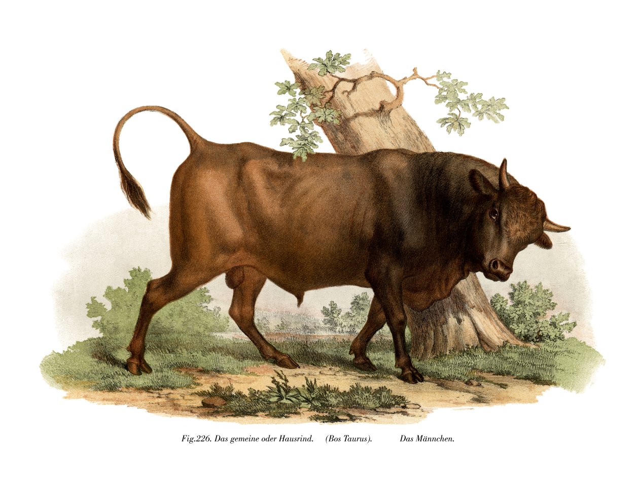 European Cattle by German School