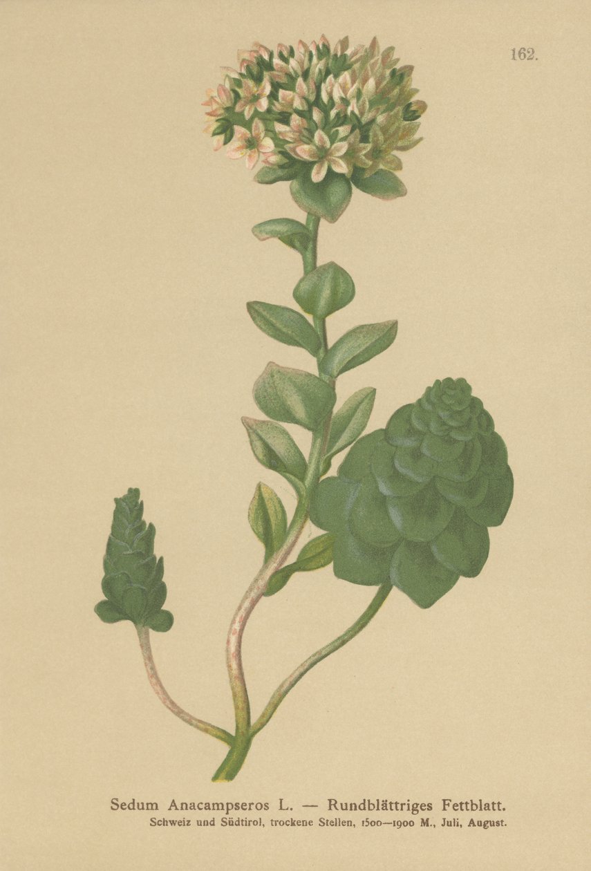 Evergreen Orpine by German School