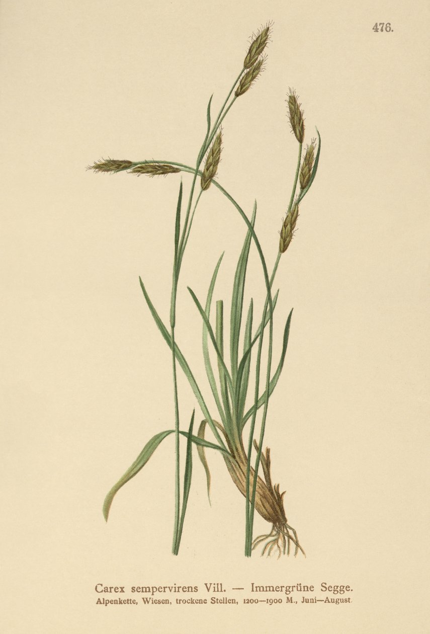 Evergreen Sedge (Carex sempervirens)  by German School