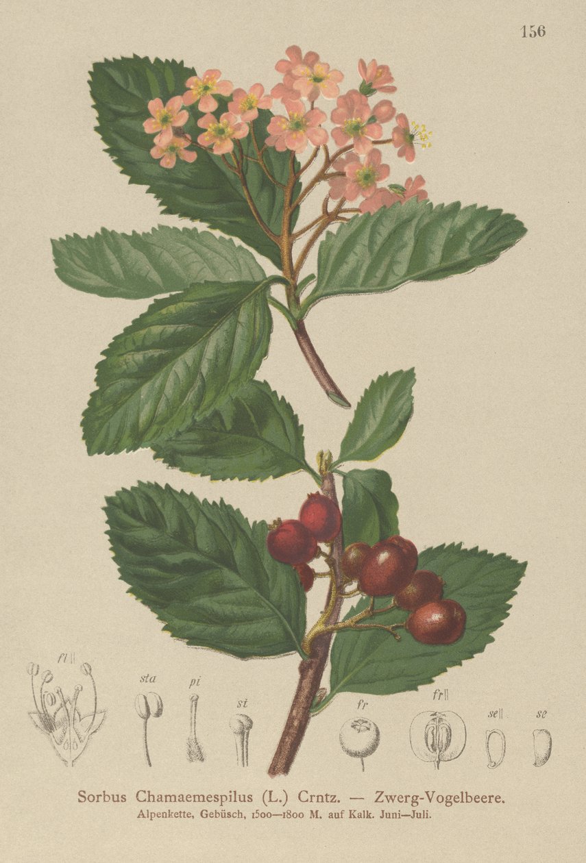 False Medlar by German School